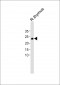 CD3E antibody (C-term)